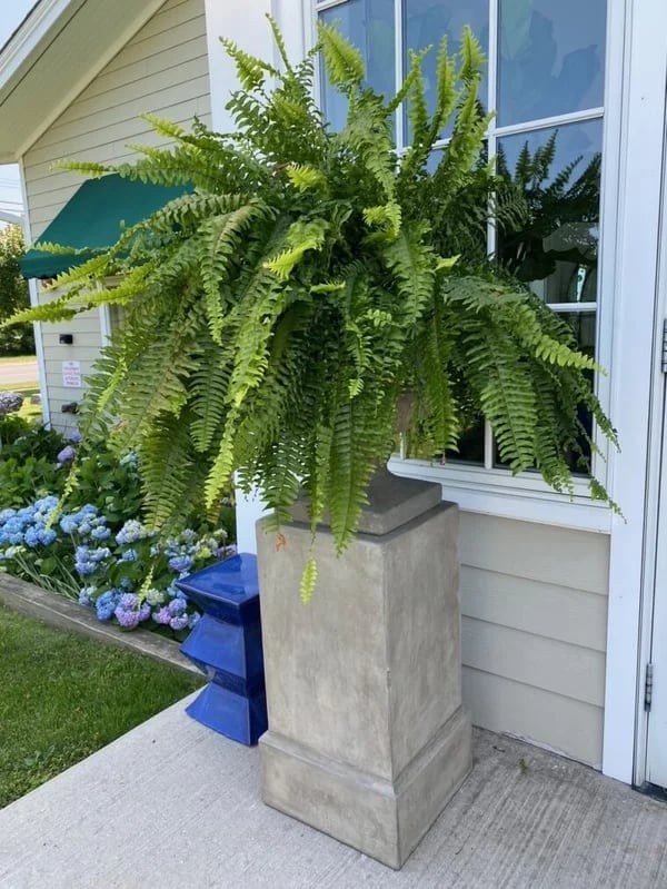 🔥Hot Sale 50% OFF🎁-UV Resistant Lifelike Artificial Boston Fern