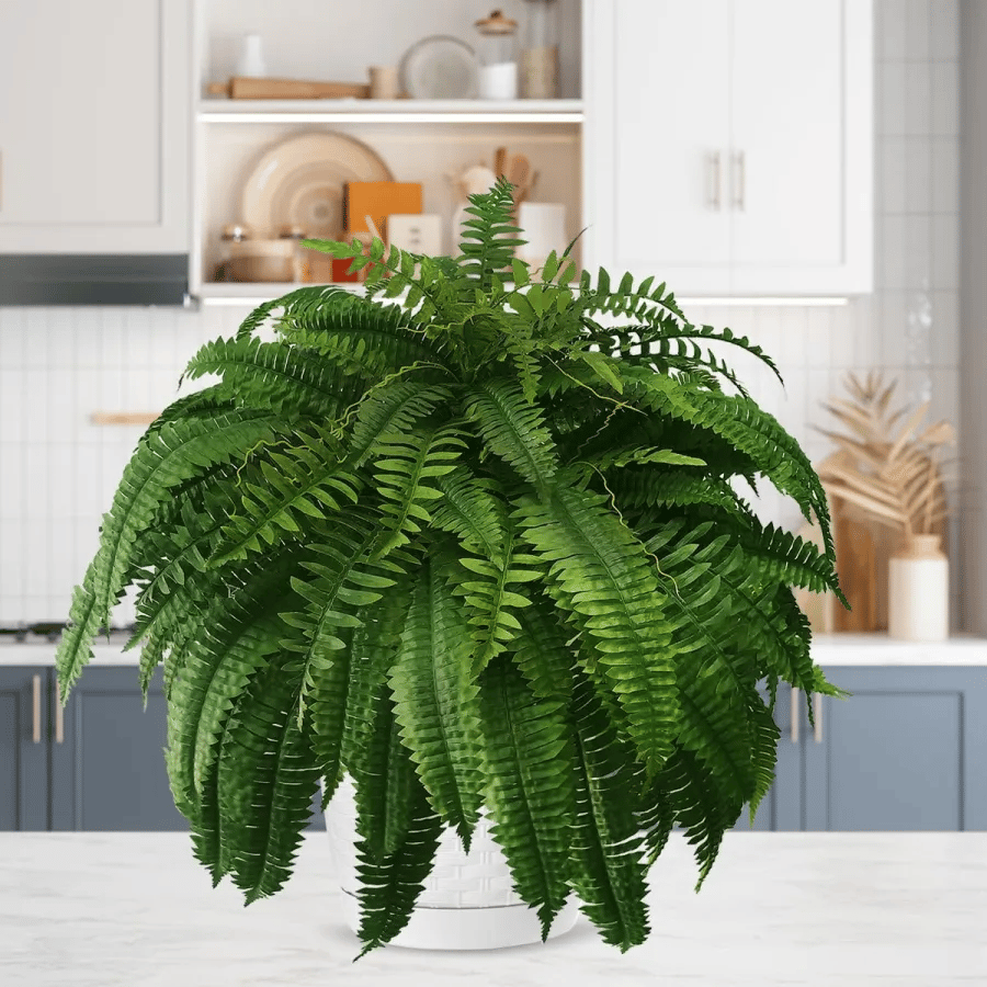🔥Hot Sale 50% OFF🎁-UV Resistant Lifelike Artificial Boston Fern