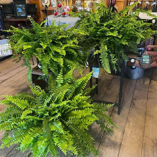 🔥Hot Sale 50% OFF🎁-UV Resistant Lifelike Artificial Boston Fern